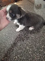 Chance, a male Chihuahua for sale in Kannapolis, NC – 7 of 8
