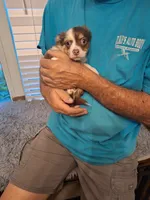 ZIGGY jr, a male Chihuahua for sale in Kannapolis, NC – 4 of 9