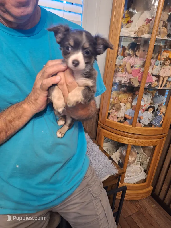 ROWDY – Chihuahua puppy for sale in Kannapolis, NC