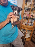 ROWDY, a male Chihuahua for sale in Kannapolis, NC – 1 of 9
