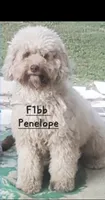Penelope , a female Miniature Aussiedoodle for sale in Ontario, CA – 2 of 2