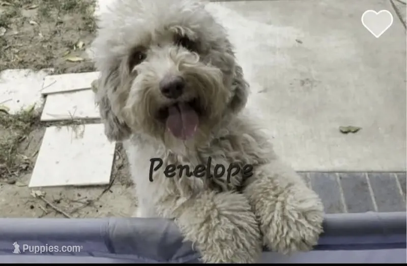 Penelope  – Miniature Aussiedoodle puppy for sale in Ontario, CA