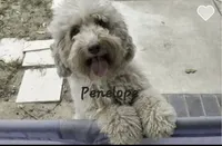 Penelope , a female Miniature Aussiedoodle for sale in Ontario, CA – 1 of 2