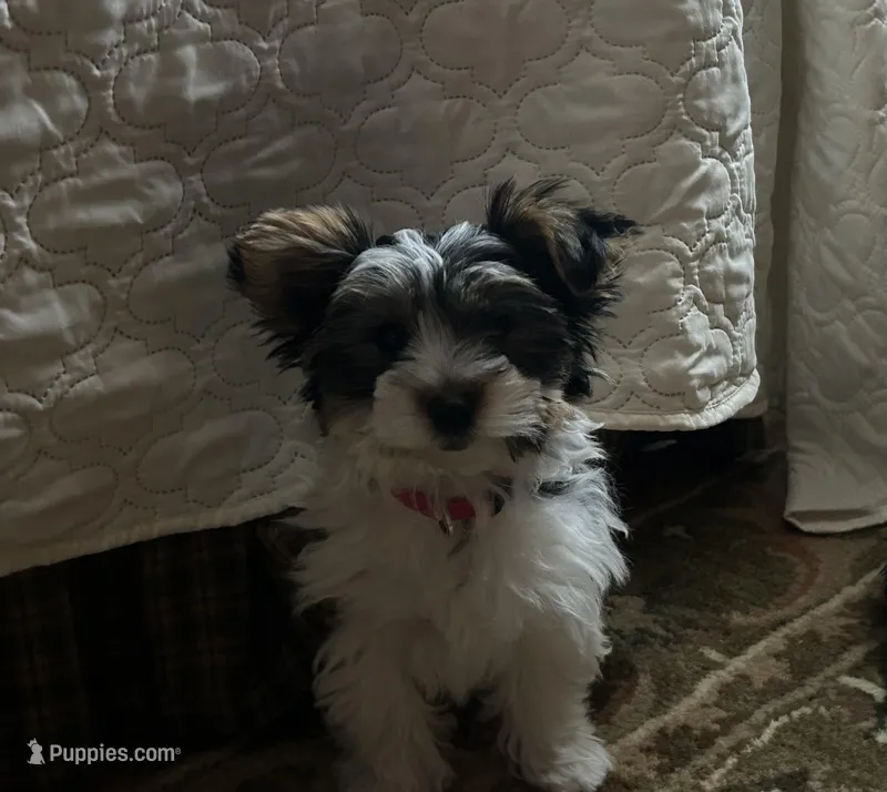 Ali – Biewer puppy for sale in Sanbornton, NH