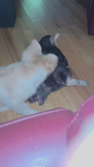 Niko, a male French Bulldog for sale in North Augusta, SC – 6 of 6
