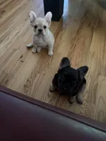 Bennett/ fluffy frenchie , a male French Bulldog for sale in North Augusta, SC – 6 of 8