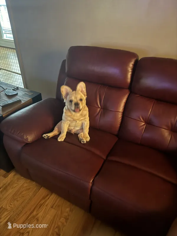 Niko – French Bulldog puppy for sale in North Augusta, SC