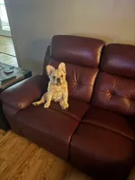 Niko, a male French Bulldog for sale in North Augusta, SC – 1 of 6