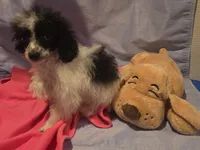 Sassy, a female Poodle - Toy  for sale in North Augusta, SC – 3 of 3