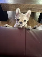 Niko, a male French Bulldog for sale in North Augusta, SC – 3 of 6