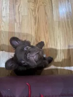 Niko, a male French Bulldog for sale in North Augusta, SC – 2 of 6
