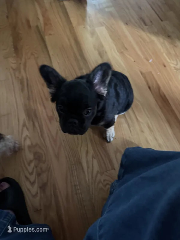 Bennett/ fluffy frenchie  – French Bulldog puppy for sale in North Augusta, SC