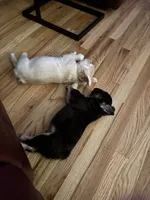 Niko, a male French Bulldog for sale in North Augusta, SC – 4 of 6