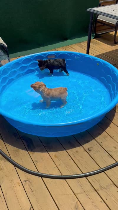 Niko, a male French Bulldog for sale in North Augusta, SC – 5 of 6