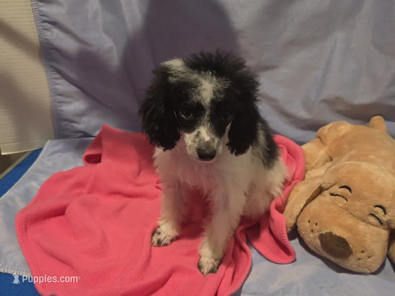 Sassy – Poodle - Toy  puppy for sale in North Augusta, SC