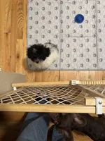 Sassy, a female Poodle - Toy  for sale in North Augusta, SC – 2 of 3
