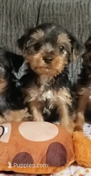 Male 1  – Yorkshire Terrier puppy for sale in Seneca, SC