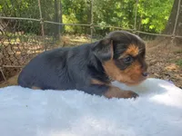 Male 1 , a male Yorkshire Terrier for sale in Seneca, SC – 1 of 8