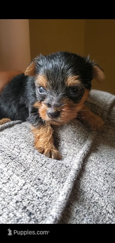 Female 1 – Yorkshire Terrier puppy for sale in Seneca, SC