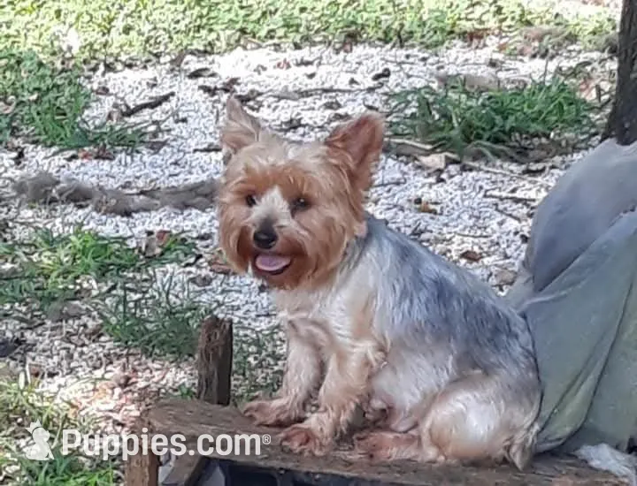 Male 1 , a male Yorkshire Terrier for sale in Seneca, SC – 7 of 8