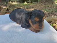 Male 1 , a male Yorkshire Terrier for sale in Seneca, SC – 4 of 8