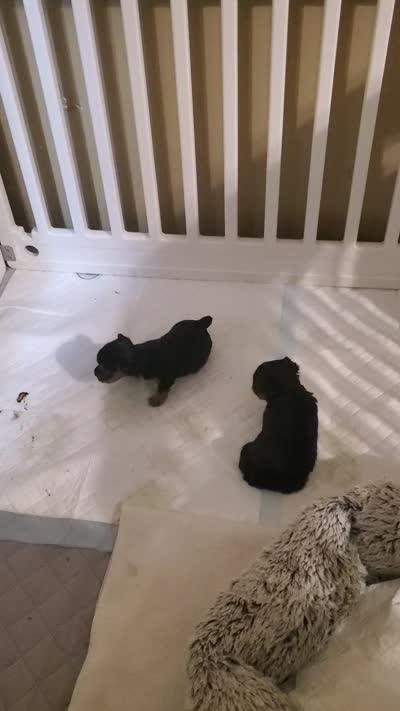 Female 1, a female Yorkshire Terrier for sale in Seneca, SC – 3 of 3