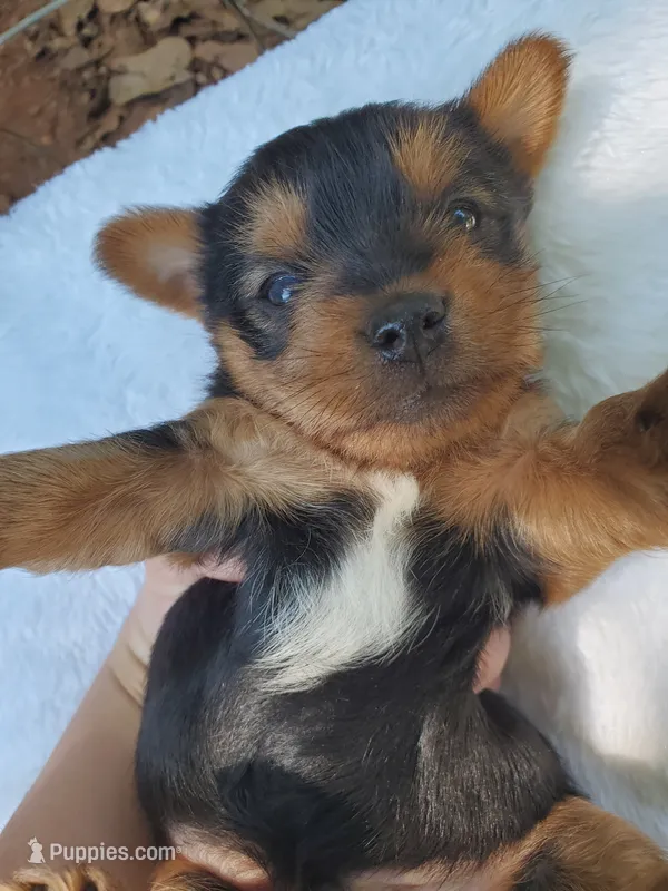 Male 1  – Yorkshire Terrier puppy for sale in Seneca, SC