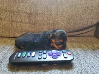 Male 1 , a male Yorkshire Terrier for sale in Seneca, SC – 3 of 4
