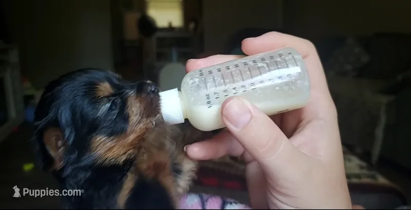 Female 1 – Yorkshire Terrier puppy for sale in Seneca, SC