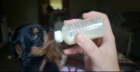 Female 1, a female Yorkshire Terrier for sale in Seneca, SC – 1 of 3