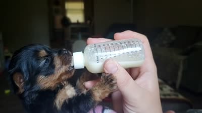 Female 1, a female Yorkshire Terrier for sale in Seneca, SC – 2 of 3