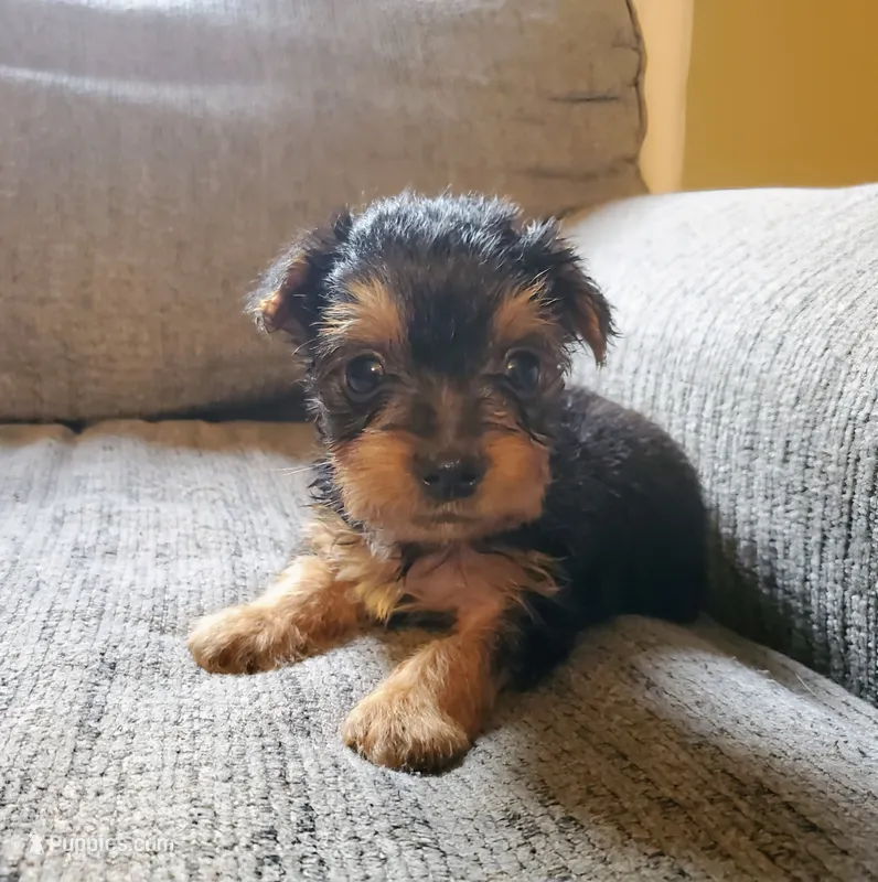 Male 1  – Yorkshire Terrier puppy for sale in Seneca, SC