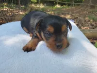 Male 1 , a male Yorkshire Terrier for sale in Seneca, SC – 3 of 8