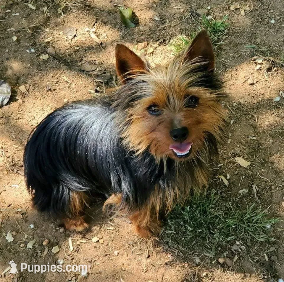 Male 1 , a male Yorkshire Terrier for sale in Seneca, SC – 8 of 8