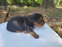 Male 1 , a male Yorkshire Terrier for sale in Seneca, SC – 6 of 8