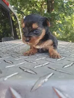 Male 1 , a male Yorkshire Terrier for sale in Seneca, SC – 2 of 4