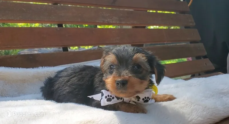 Male 1  – Yorkshire Terrier puppy for sale in Seneca, SC