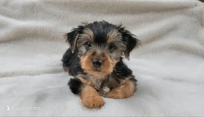 Male 1  – Yorkshire Terrier puppy for sale in Seneca, SC