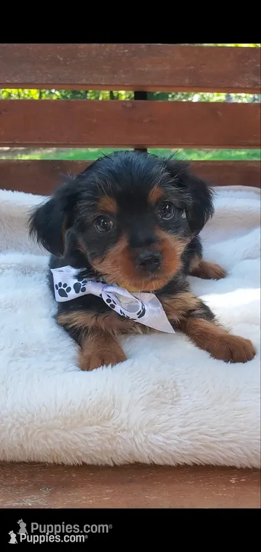 Female 1 – Yorkshire Terrier puppy for sale in Seneca, SC