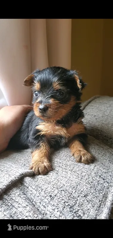 Male 1  – Yorkshire Terrier puppy for sale in Seneca, SC