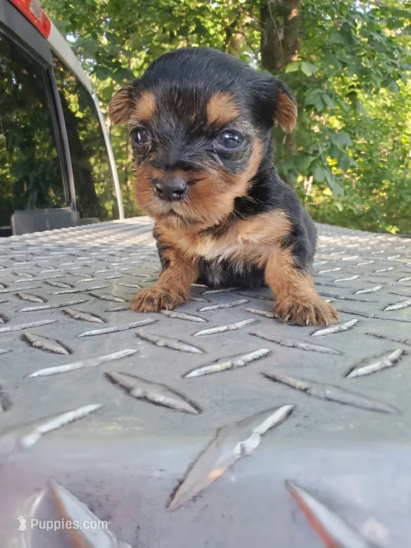 Male 1  – Yorkshire Terrier puppy for sale in Seneca, SC
