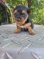Male 1 , a male Yorkshire Terrier for sale in Seneca, SC – 1 of 4