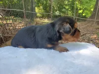 Male 1 , a male Yorkshire Terrier for sale in Seneca, SC – 2 of 8
