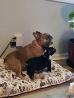 Bruno , a male French Bulldog for sale in Asheboro, NC – 9 of 10