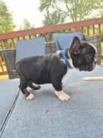 Bruno , a male French Bulldog for sale in Asheboro, NC – 2 of 10
