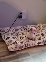 Wrinkles , a female French Bulldog for sale in Asheboro, NC – 9 of 10