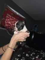 Bruno , a male French Bulldog for sale in Asheboro, NC – 4 of 10