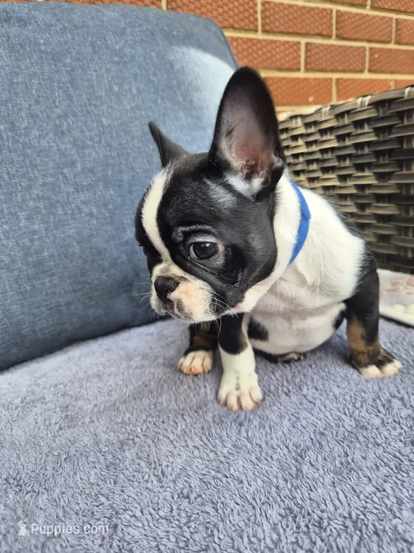 Bruno  – French Bulldog puppy for sale in Asheboro, NC