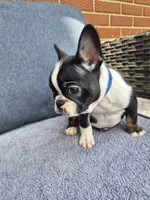 Bruno , a male French Bulldog for sale in Asheboro, NC – 1 of 10