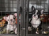 Bruno , a male French Bulldog for sale in Asheboro, NC – 5 of 10